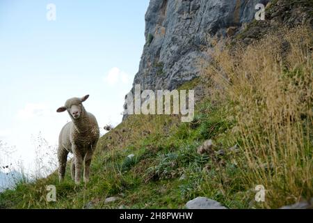 Blick in den Creux de CHAMP, ein imposanter Talkessel oberhalb von Les Diablerets in den Waadtländer Alpen, Schweiz Stockfoto