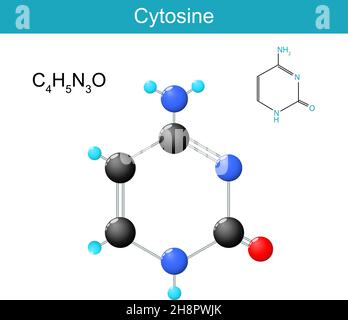 Zytosin-Molekülformel. Chemische Strukturformel und Modell von Nukleobasen in DNA und RNA gefunden. Vektorgrafik Stock Vektor