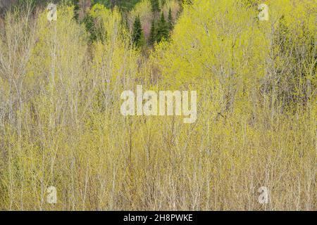 Frühlingshafte Blätter, die in Espenbäumen, Greater Sudbury, Ontario, Kanada, auftauchen Stockfoto