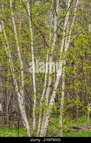 Frühlingslaub in einem Papierbirkenwald (Betula papyrifera), Greater Sudbury, Ontario, Kanada Stockfoto