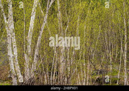 Frühlingslaub in einem Papierbirkenwald (Betula papyrifera), Greater Sudbury, Ontario, Kanada Stockfoto