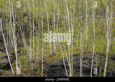 Frühlingslaub in einem Papierbirkenwald (Betula papyrifera), Greater Sudbury, Ontario, Kanada Stockfoto