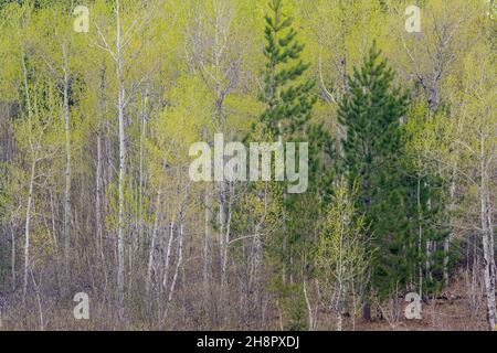 Frühlingshafte Blätter, die in Espenbäumen, Greater Sudbury, Ontario, Kanada, auftauchen Stockfoto