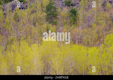 Frühlingshafte Blätter, die in Espenbäumen auf einem Hügel im Großraum Sudbury, Ontario, Kanada, auftauchen Stockfoto