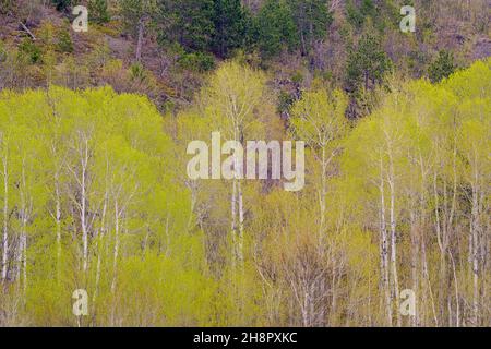 Frühlingshafte Blätter, die in Espenbäumen auf einem Hügel im Großraum Sudbury, Ontario, Kanada, auftauchen Stockfoto