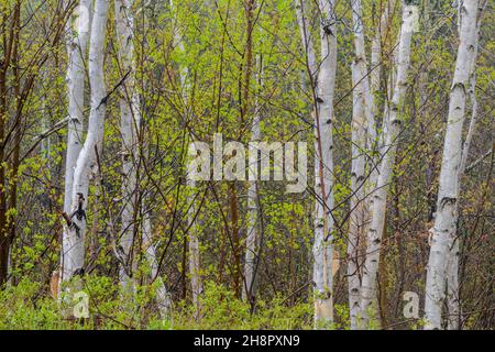 Frühlingslaub in einem Papierbirkenwald (Betula papyrifera), Greater Sudbury, Ontario, Kanada Stockfoto