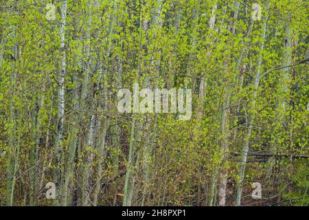 Frühlingslaub in einem Papierbirkenwald (Betula papyrifera), Greater Sudbury, Ontario, Kanada Stockfoto