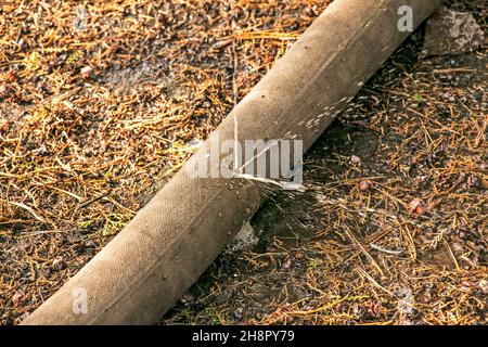 Leckage in der Verbindung der Rohre zum Pumpen von Wasser aus dem Teich. Ein Loch in einem Löschschlauch, aus dem Wasser unter Druck fließt. Stockfoto