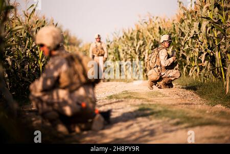 US-Marineinfanteristen mit dem 3rd Bataillon, 3rd Marine Regiment, überprüfen während einer Rodungsoperation am 1. Oktober 2010 in Gowragi, Afghanistan, ein Maisfeld. Stockfoto