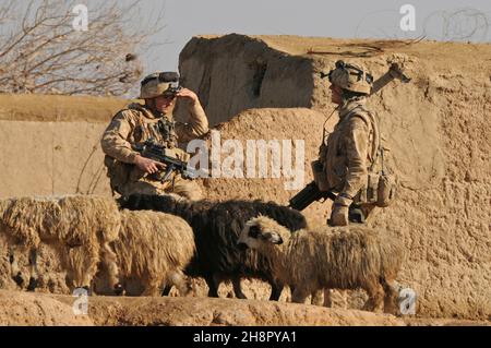 Die britischen Royal Marine Kommandos laufen während der Operation Sond Chara beim Rodeln des Bezirks nad-e Ali, Provinz Helmand der Aufständischen, am 30. Dezember 2008 in Lashkar Gah, Afghanistan, an einer Schafschar vorbei. Stockfoto