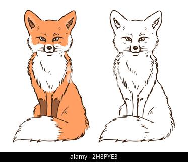 Illustration eines Rotfuchses im Sitzen. Flauschiger Schwanz. Waldtier. Farbe und schwarz-weiß für Kinder Färbung. Vektor isolierte Illustration Hand dra Stock Vektor