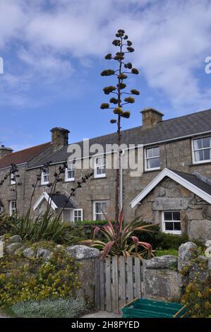 Agave Americana blüht in einem Hüttengarten auf der Insel Tresco, Isles of Scilly, Cornwall, Großbritannien Stockfoto