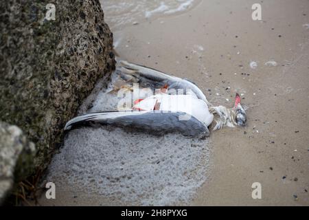 möwe tot auf dem Sand des Strandes in der Nähe des Meeres Stockfoto