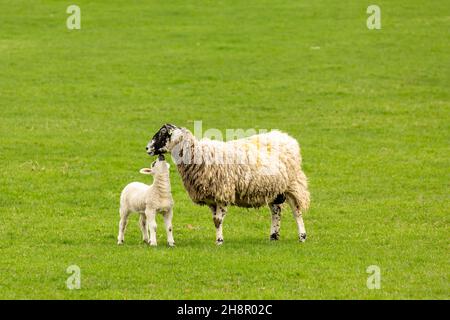 Swaledale Maultier-Mutterschafe oder weibliche Schafe mit ihrem jungen Lamm, das sie anschaut. Konzept: Die Liebe der Mutter. Sauberer, grüner Hintergrund. Platz für Kopie. Horizont Stockfoto