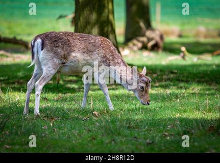 Im Tatton Park, Knutsford, Ceshire, weiden Wildschweine im Sonnenschein Stockfoto