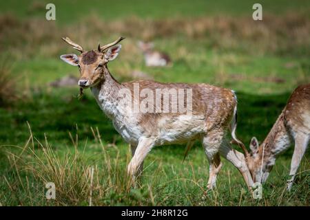 Im Tatton Park, Knutsford, Ceshire, weiden Wildschweine im Sonnenschein Stockfoto