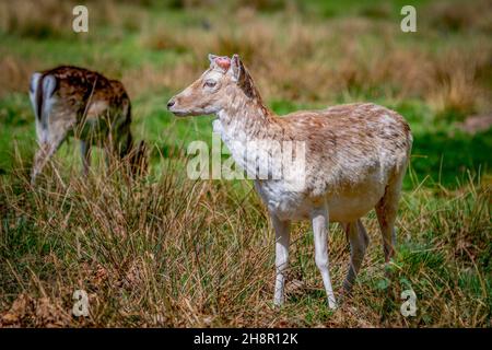 Im Tatton Park, Knutsford, Ceshire, weiden Wildschweine im Sonnenschein Stockfoto