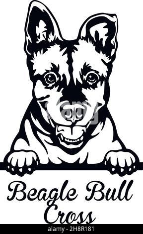 Beagle Bull Cross Peeking Dog - Kopf isoliert auf weißem - Vektorstock Stock Vektor