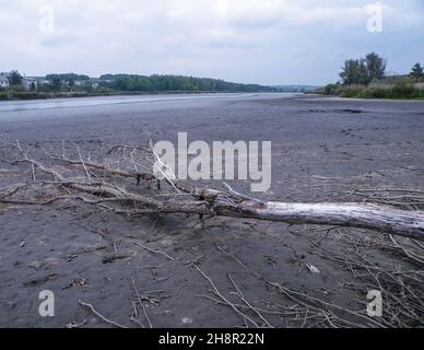 Ein Baum auf dem Grund eines ausgetrockneten Sees. Umweltprobleme, Klimaerwärmung. Die düstere Landschaft des toten Wassers Stockfoto