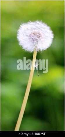 Vertikale Aufnahme eines Löwenzahn Stockfoto