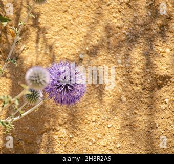 Dekorative Distel gegen Steinwand. Pflanze Echinops, die allgemein als Kugeldisteln bekannt sind. Stockfoto
