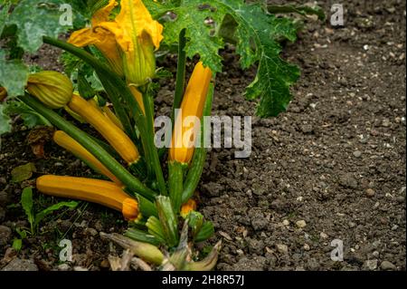 Kürbispflanze mit Blüten. Gelbe Zucchini im Garten. Bio-Gemüse. Zucchini-Pflanze mit gelben Früchten, die im Gartenbeet im Freien wächst. Stockfoto