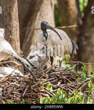 Heiliges / Weisses Ibis, Threskiornis molucca, mit einem Küken in seinem Nest in einem Baum in einem Stadtpark in Australien Stockfoto