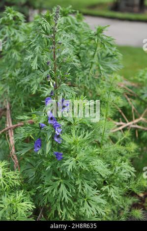 Blaue Mönchshaube (Aconitum napellus) blüht in einem Garten Stockfoto