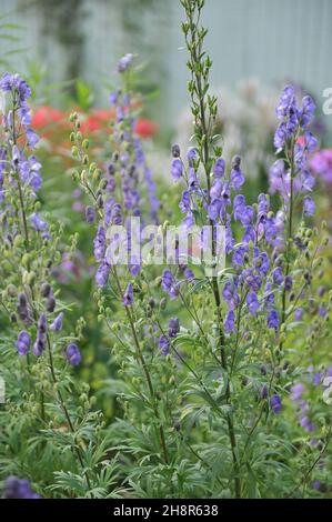 Die blaue Mönchshaube (Aconitum napellus) blüht im Juli in einem Garten Stockfoto