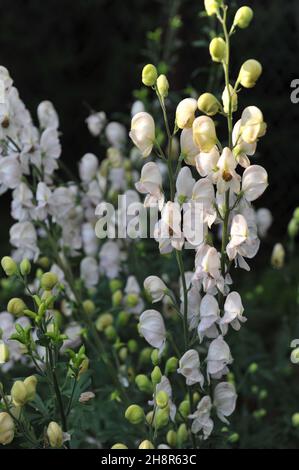 Weiße Mönchshaube (Aconitum napellus) Albidum blüht im Juli in einem Garten Stockfoto