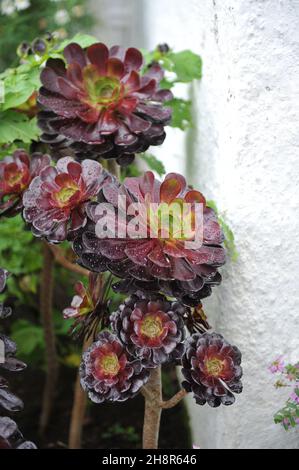 Im September wächst das dunkelblättrige Aeonium arboreum Zwartkop in einem Garten Stockfoto