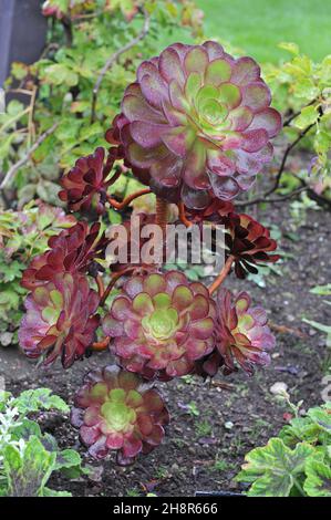 Dunkelblättriger Aeonium Granat wächst im September in einem Garten Stockfoto