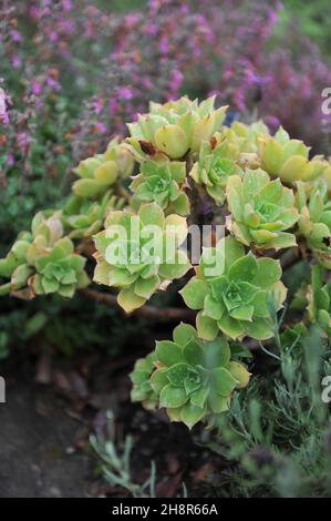 Sempervivum lancerottense wächst im Garten im September Stockfoto