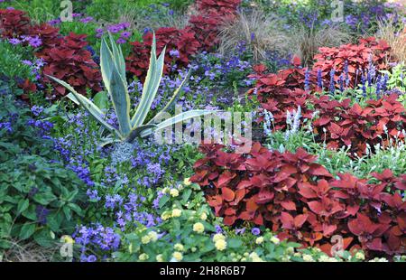 Im Juli wächst die bunte Jahrhundertpflanze (Agave americana marginata) im unteren Beet mit Plectranthus scutellarioides Keystone Copperfield Stockfoto