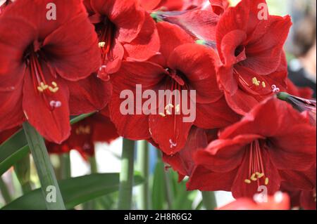 Hippeastrum (Amaryllis) Benfica blüht im April in einem Garten Stockfoto