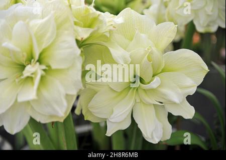Weißer, doppelblühiger Hppeastrum (Amaryllis) Marilyn blüht im April in einem Garten Stockfoto