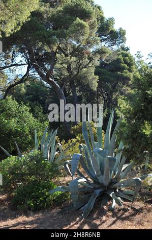 Century Pflanze (Agave americana) wächst in Kroatien im Juli Stockfoto