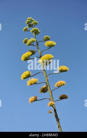 Century Pflanze (Agave americana) wächst in Kroatien im Juli Stockfoto