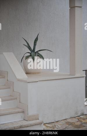 Century Pflanze (Agave americana) wächst in einer weißen Vase am Eingang des kroatischen Hauses im Juli Stockfoto