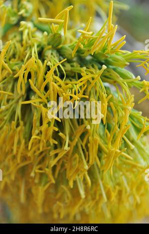 Century Pflanze (Agave americana) wächst in Kroatien im Juli Stockfoto