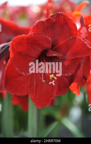 Hippeastrum (Amaryllis) Benfica blüht im April in einem Garten Stockfoto