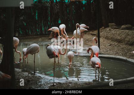 Gruppe von Flamingos neben dem See Trinkwasser und leben in natürlichen Zoo Umgebung Stockfoto