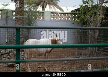 Wildtier-Säbeloryx in einem Zoo-Käfig Stockfoto