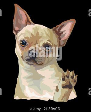 Realistischer chihuahua Hund. Auf schwarzem Hintergrund isolierte Darstellung von Farbvektoren. Für Dekoration, Design, Druck, Poster, Postkarten, Aufkleber, T-Shirt Stock Vektor