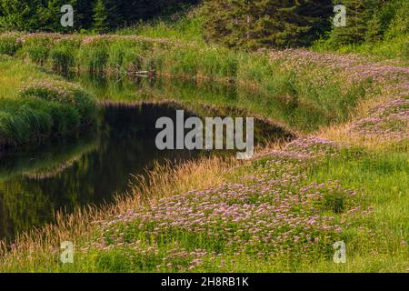 Joe-pye-Unkrautkolonien blühen entlang Junction Creek, Greater Sudbury, Ontario, Kanada Stockfoto