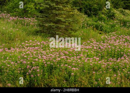 Joe-pye-Unkrautkolonien blühen entlang eines Baches, im Großraum Sudbury, Ontario, Kanada Stockfoto