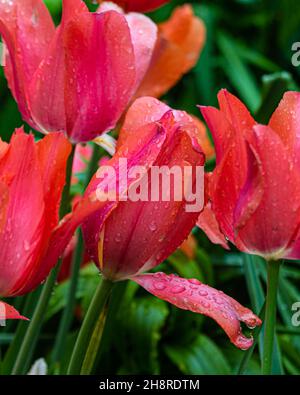 Nahaufnahme von roten Tulpen, Regentropfen auf Blütenblättern. Grüne Pflanzen im Hintergrund. Missouri Botanical Gardens, St. Louis, Missouri. Stockfoto