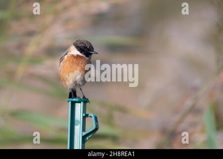 Männlicher europäischer Steinechat (Saxicola rubicola), der vor dem Schilfbett auf einem Pfosten steht und sein buntes Gefieder zeigt Stockfoto