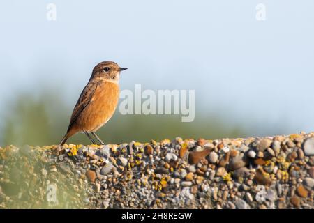 Weiblicher europäischer Steinechat (Saxicola rubicola), der an einer Wand thront, Suffolk, Großbritannien Stockfoto