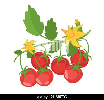 Vektor Cartoon-Stil Illustration von Tomaten Brunch Stock Vektor